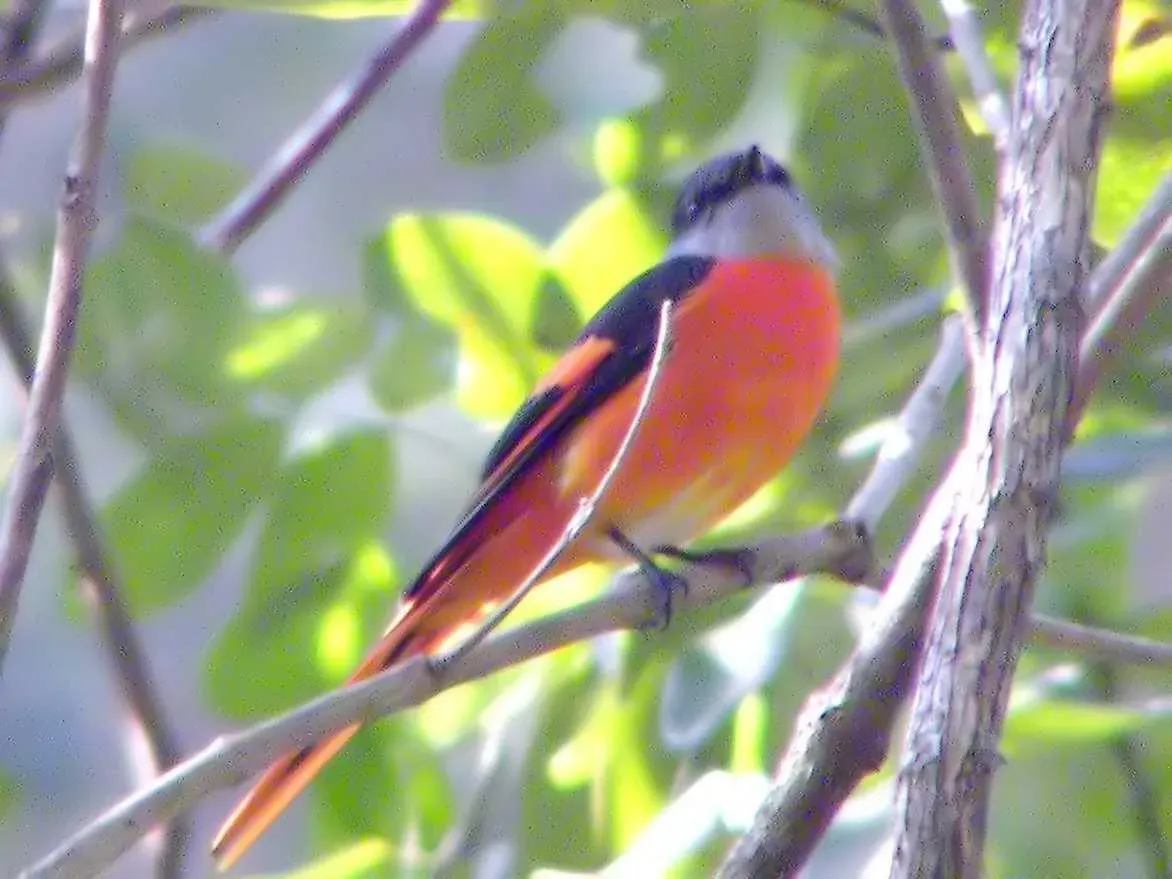 File:Pericrocotus solaris montanus.jpg