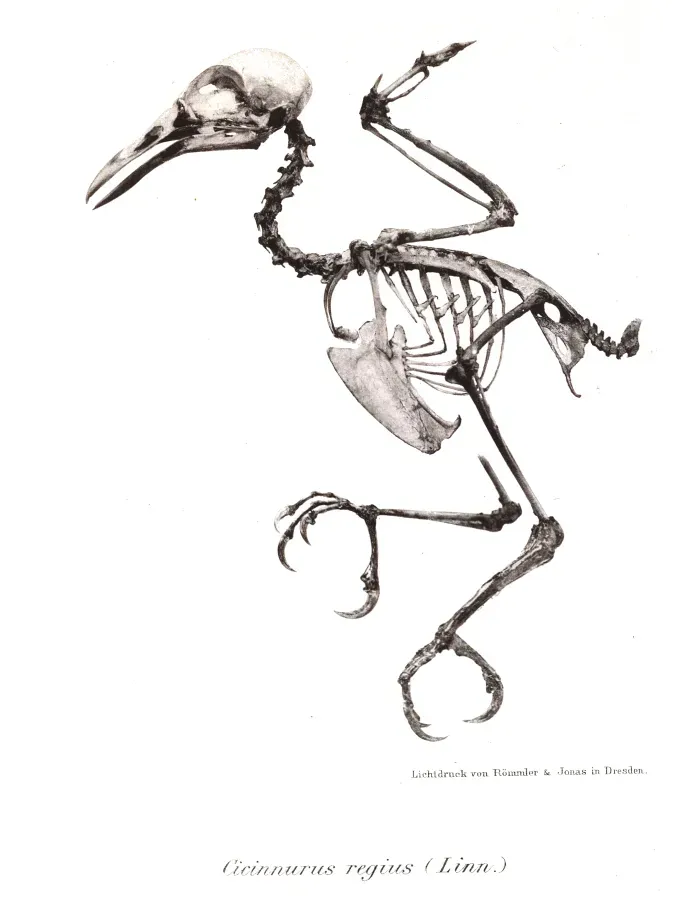 File:Cicinnurus regius 5.jpg
