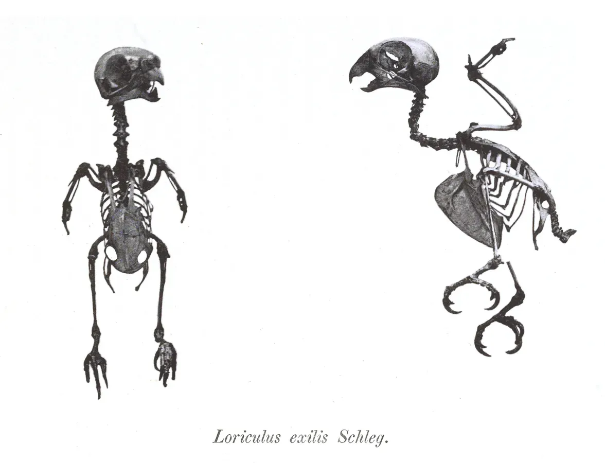 File:Loriculus exilis 22.jpg