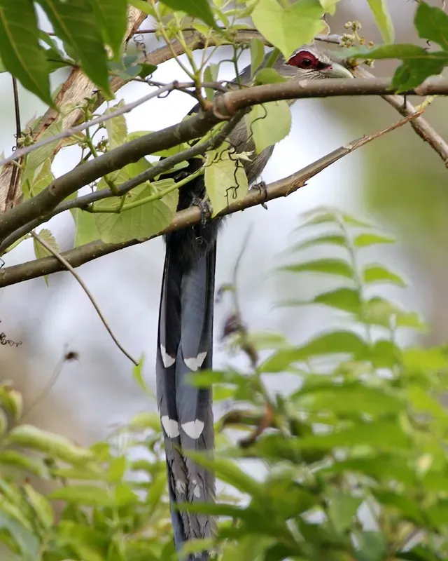File:Green-billed Malkoha (Phaenicophaeus tristis) - 2.jpg