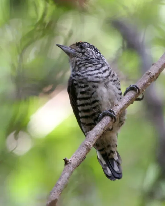File:Picumnus cirratus - Ibera Marshes.jpg