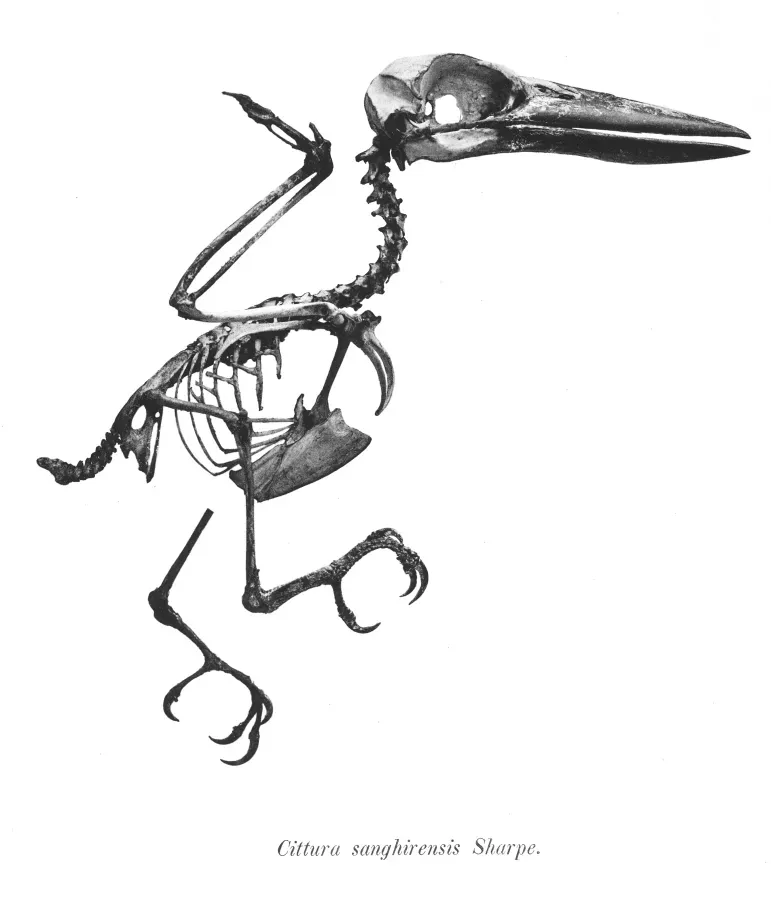 File:Cittura sanghirensis 26.jpg