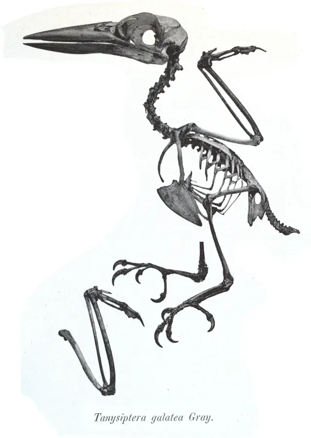 File:Tanysiptera galatea 27.jpg