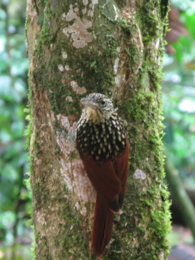 File:Xiphorhynchus lachrymosus.jpg