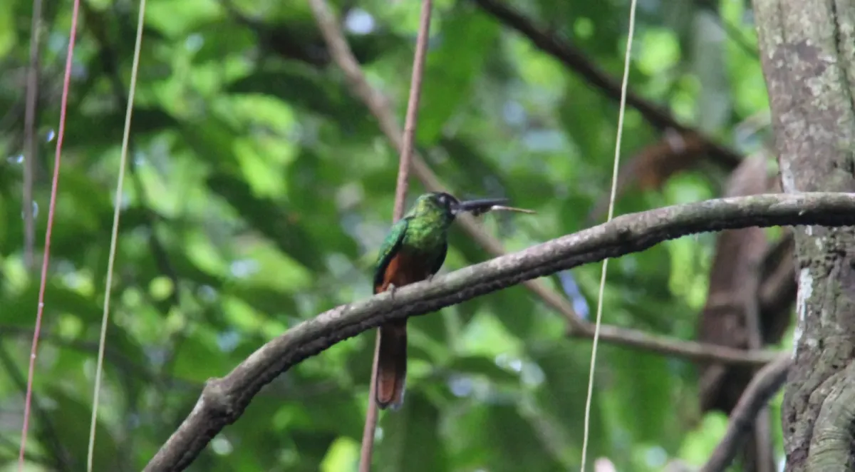 File:Galbula tombacea por Eguerios (01).jpg