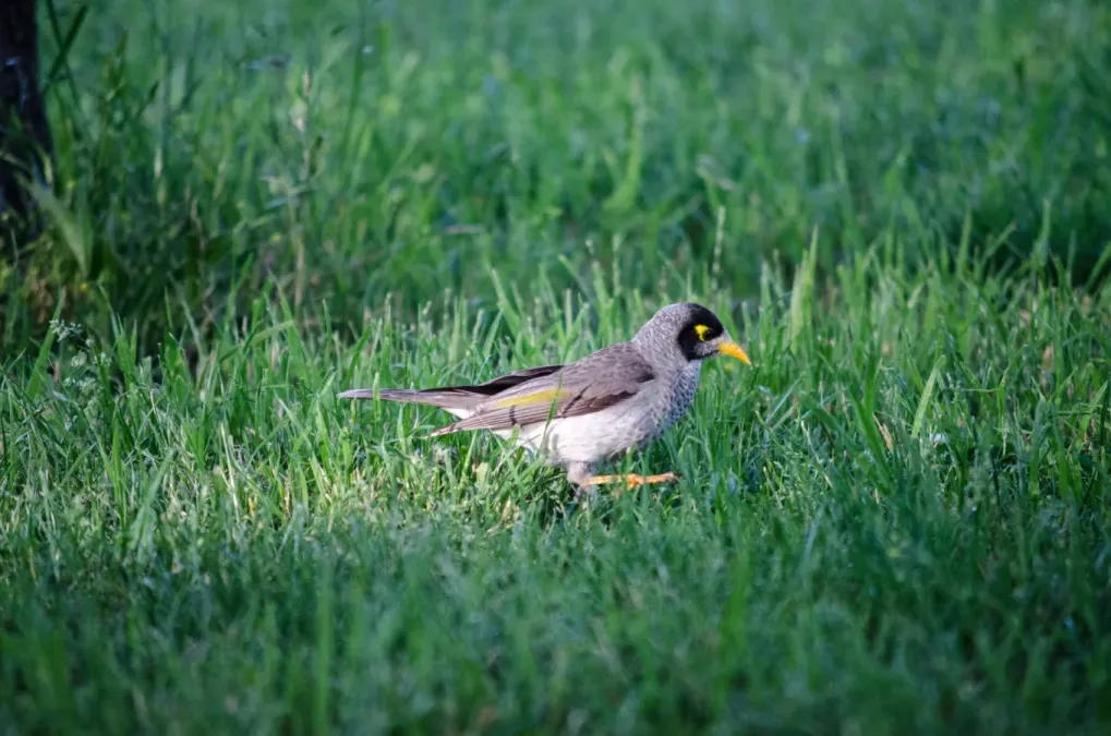 File:Noisy Miner (Manorina melanocephala) foraging.jpg