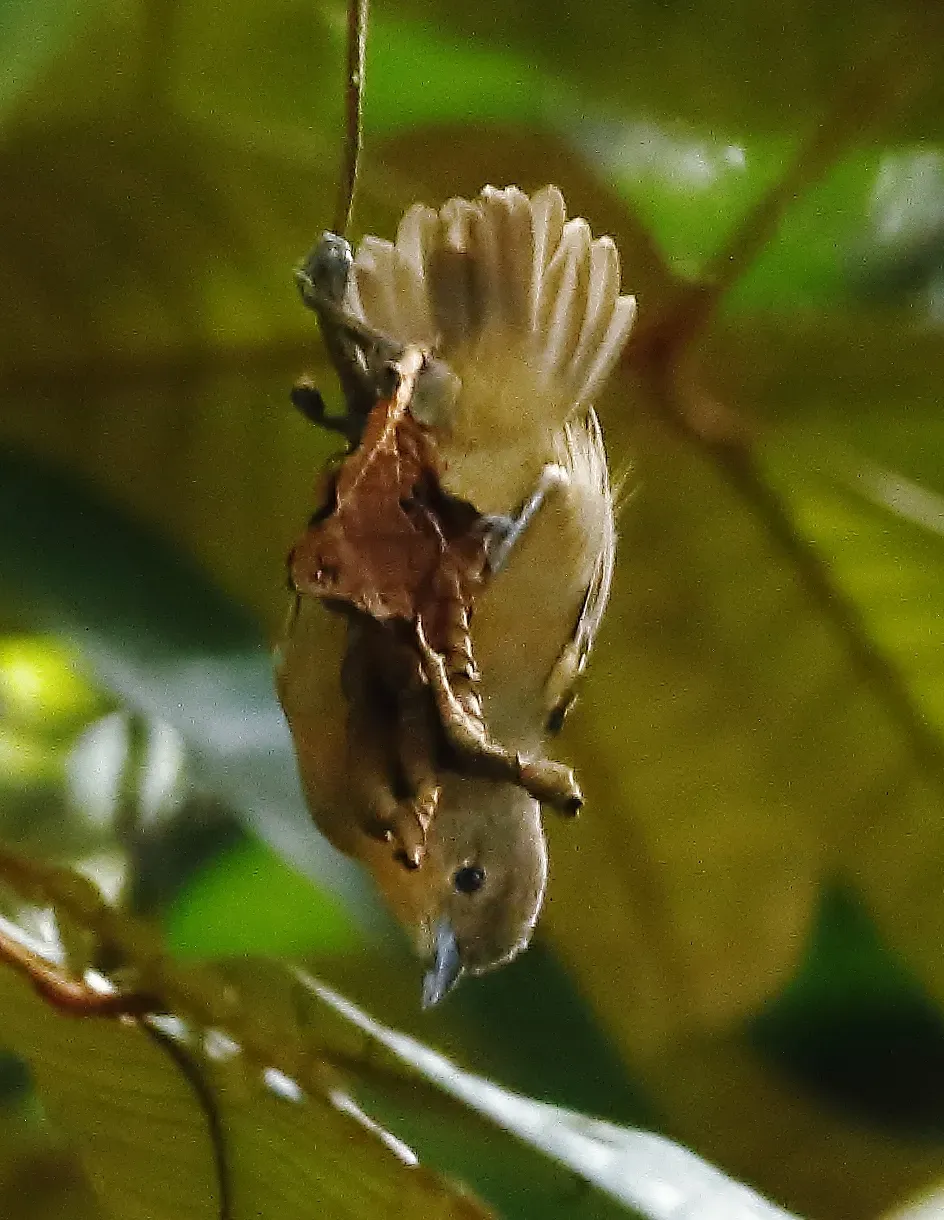File:Epinecrophylla ornata - Ornate antwren (female).jpg