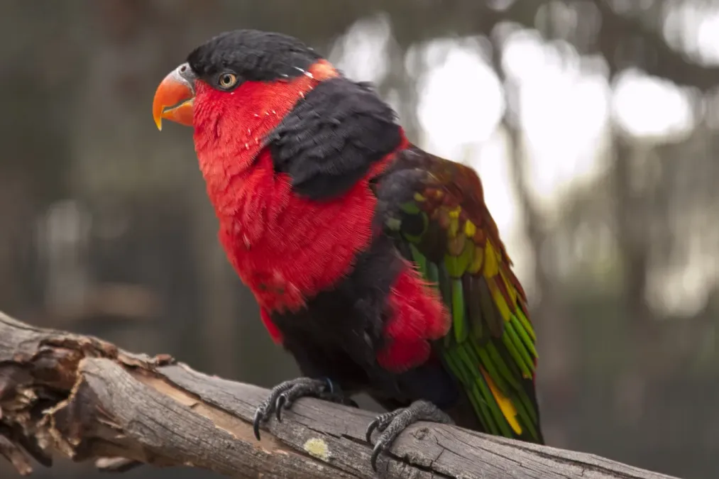File:Lorius lory -Jacksonville Zoo-8a.jpg