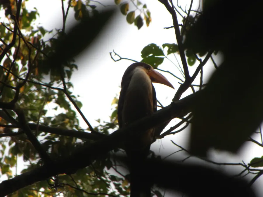 File:Bird White-throated Brown Hornbill Anorrhinus austeni IMG 9075 11.jpg