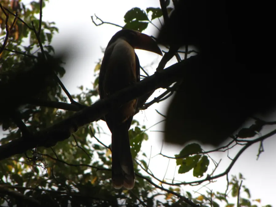 File:Bird White-throated Brown Hornbill Anorrhinus austeni IMG 9075 13.jpg