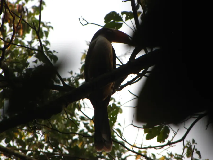 File:Bird White-throated Brown Hornbill Anorrhinus austeni IMG 9075 14.jpg