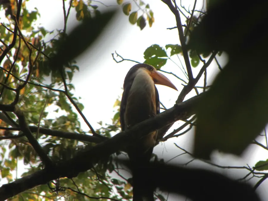 File:Bird White-throated Brown Hornbill Anorrhinus austeni IMG 9075 15.jpg