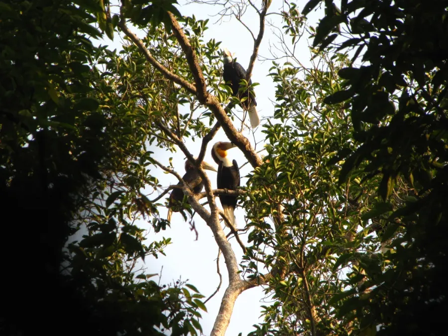 File:Bird Wreathed Hornbill Rhyticeros undulatus IMG 9195 (5).jpg