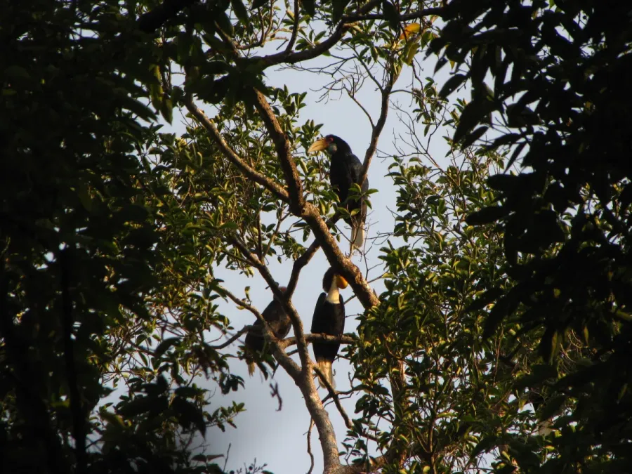 File:Bird Wreathed Hornbill Rhyticeros undulatus IMG 9195 (9).jpg