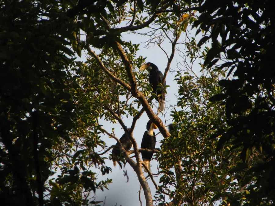 File:Bird Wreathed Hornbill Rhyticeros undulatus IMG 9195 (10).jpg