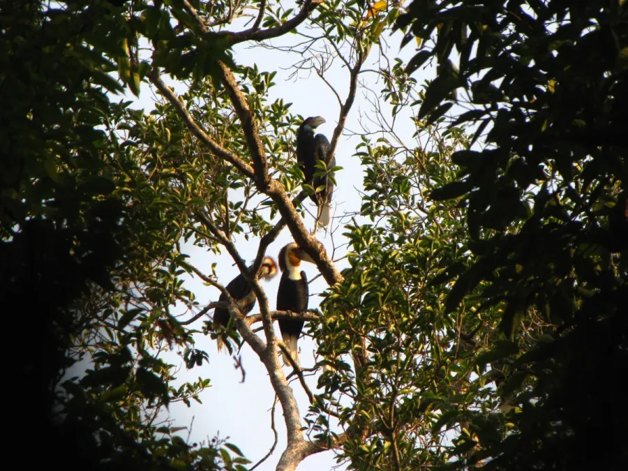 File:Bird Wreathed Hornbill Rhyticeros undulatus IMG 9195 (19).jpg
