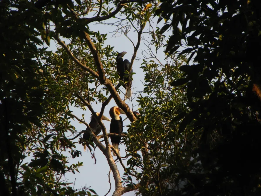 File:Bird Wreathed Hornbill Rhyticeros undulatus IMG 9195 (21).jpg