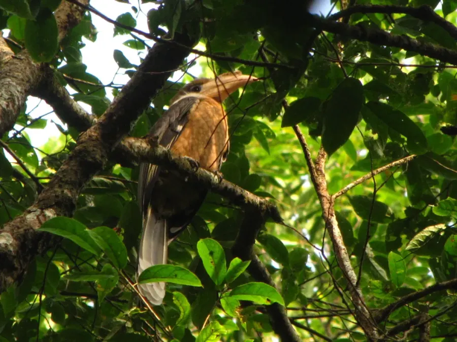 File:Bird White throated Brown Hornbill Anorrhinus austeni IMG 8142 09.jpg