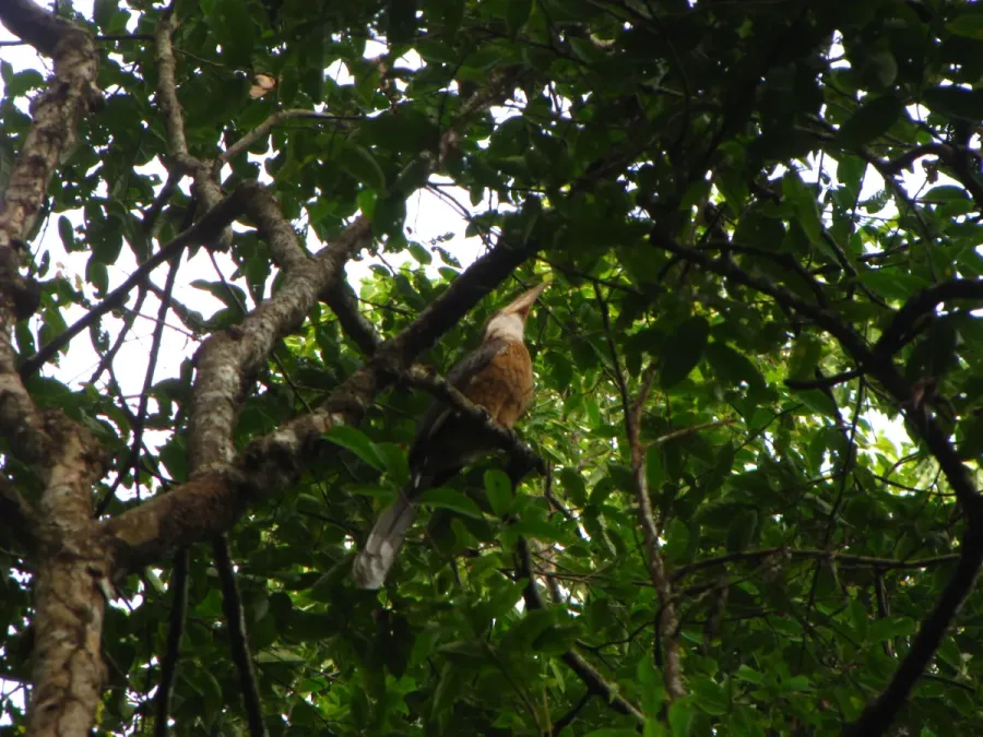 File:Bird White throated Brown Hornbill Anorrhinus austeni IMG 8142 08.jpg