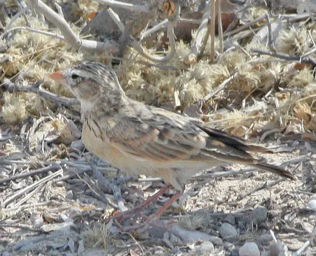 File:Pink-billed Lark (Spizocorys conirostris) (8077320401) (cropped).jpg