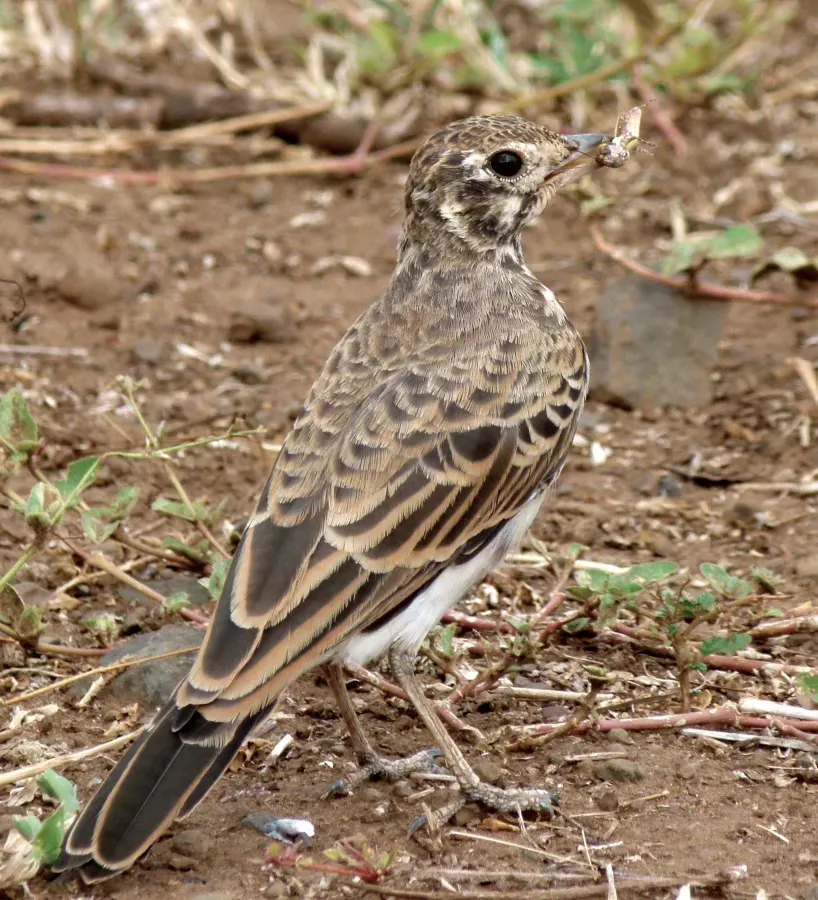 File:Dusky Lark (Pinarocorys nigricans) (6029254985) (cropped).jpg