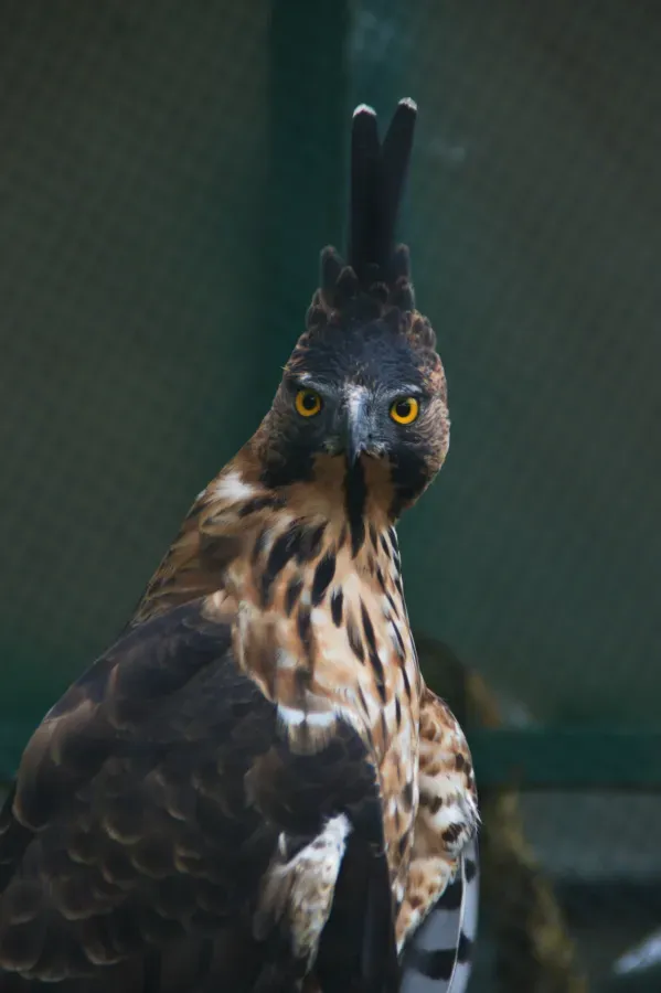 File:Nisaetus bartelsi (Elang Jawa).jpg