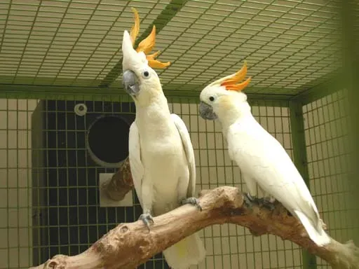File:Cacatua sulphurea citrinocristata -two captive-8a.jpg