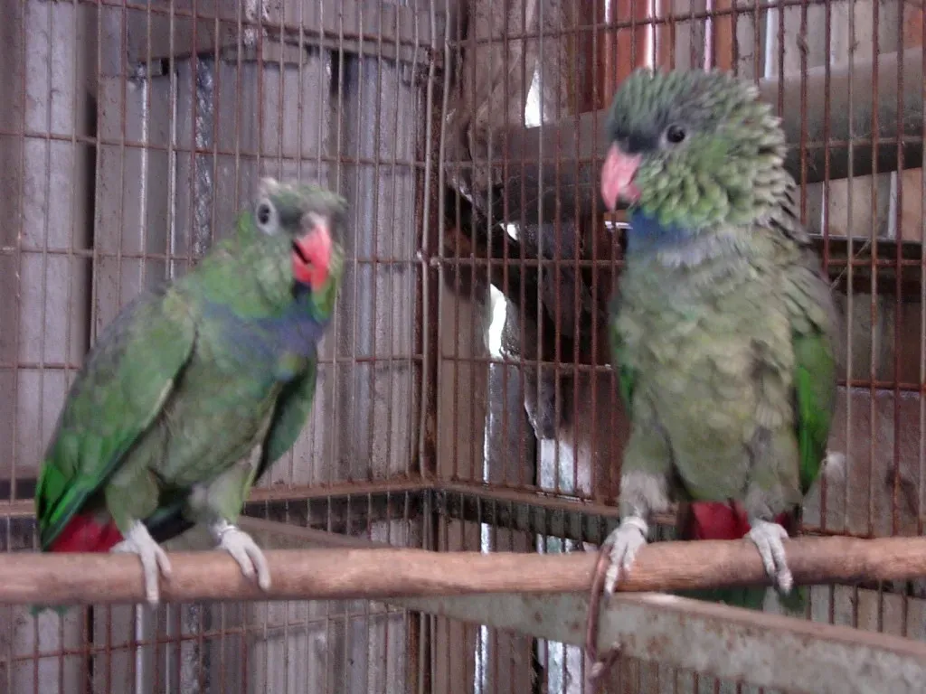 File:Pionus sordidus -two captive-4a.jpg