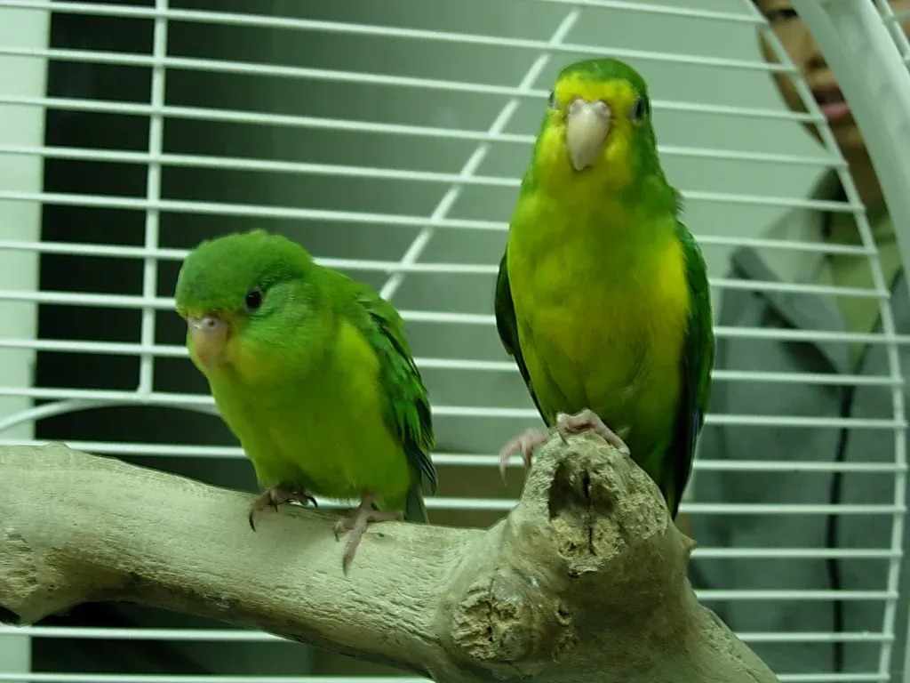File:Psilopsiagon aurifrons -two captive-8a.jpg