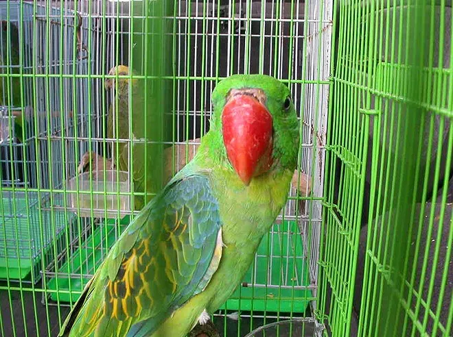File:Tanygnathus megalorynchos -captivity-8b.jpg