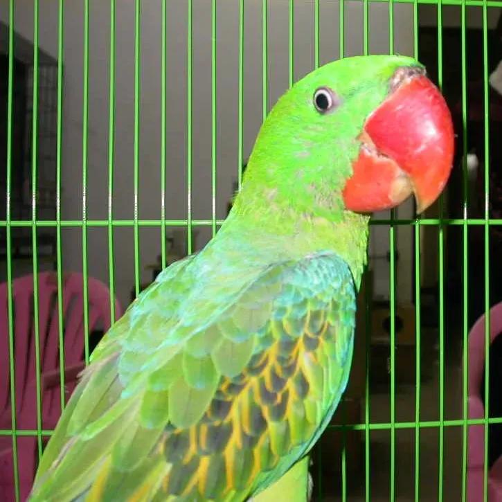 File:Tanygnathus megalorynchos -captivity-8a.jpg