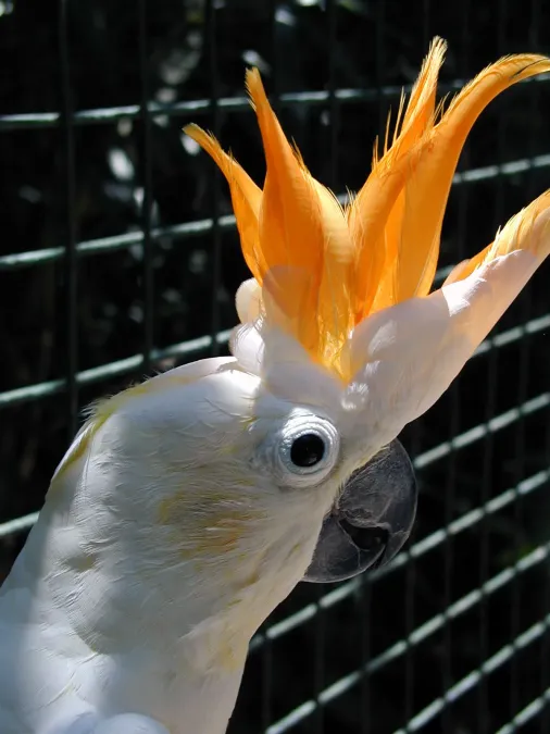 File:Cacatua sulphurea citrinocristata -upper body-8a.jpg