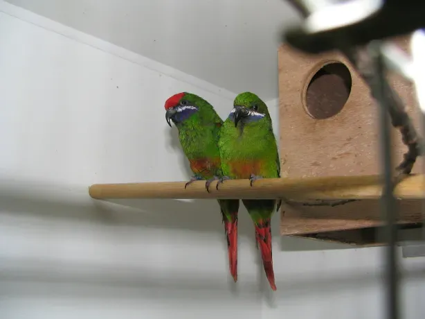 File:Oreopsittacus arfaki (pair) -captive-8a.jpg
