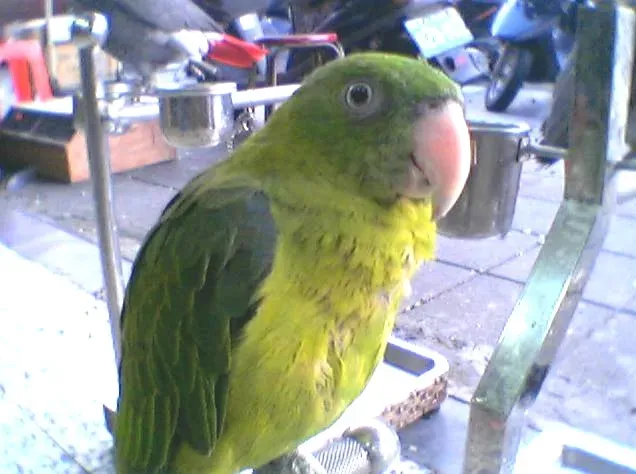 File:Tanygnathus sumatranus -captive-6a.jpg