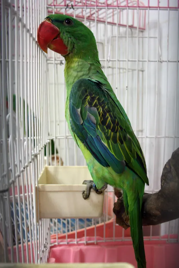 File:Tanygnathus megalorynchos -captivity-8c.jpg