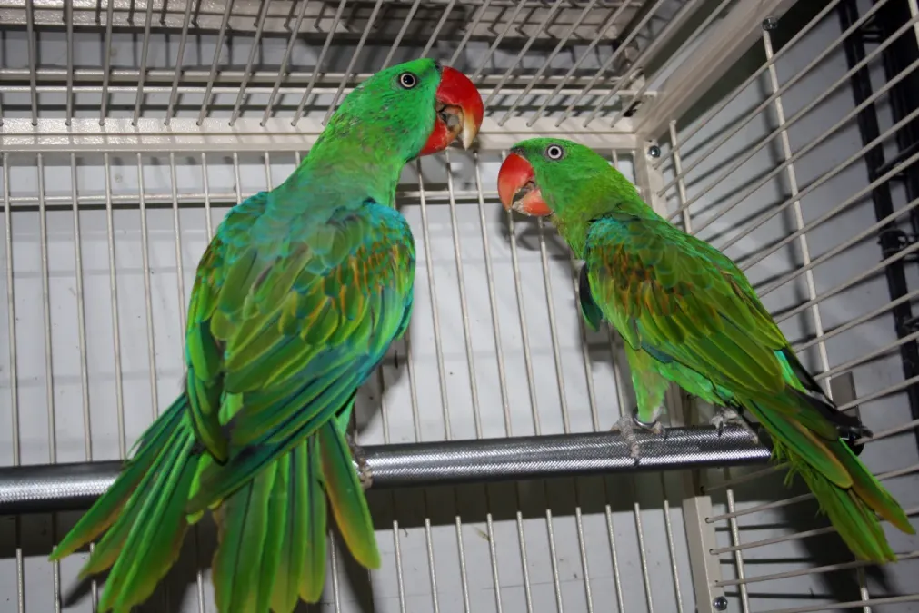 File:Tanygnathus megalorynchos -two in captivity-8a.jpg