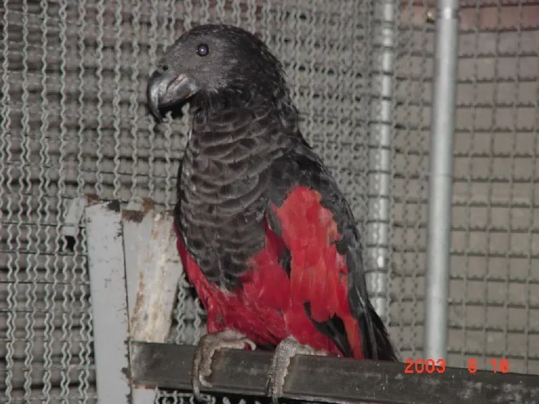 File:Psittrichas fulgidus -captive-6a.jpg
