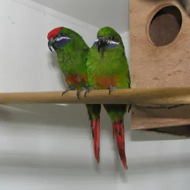 File:Oreopsittacus arfaki (pair) -captive-8a-4c.jpg