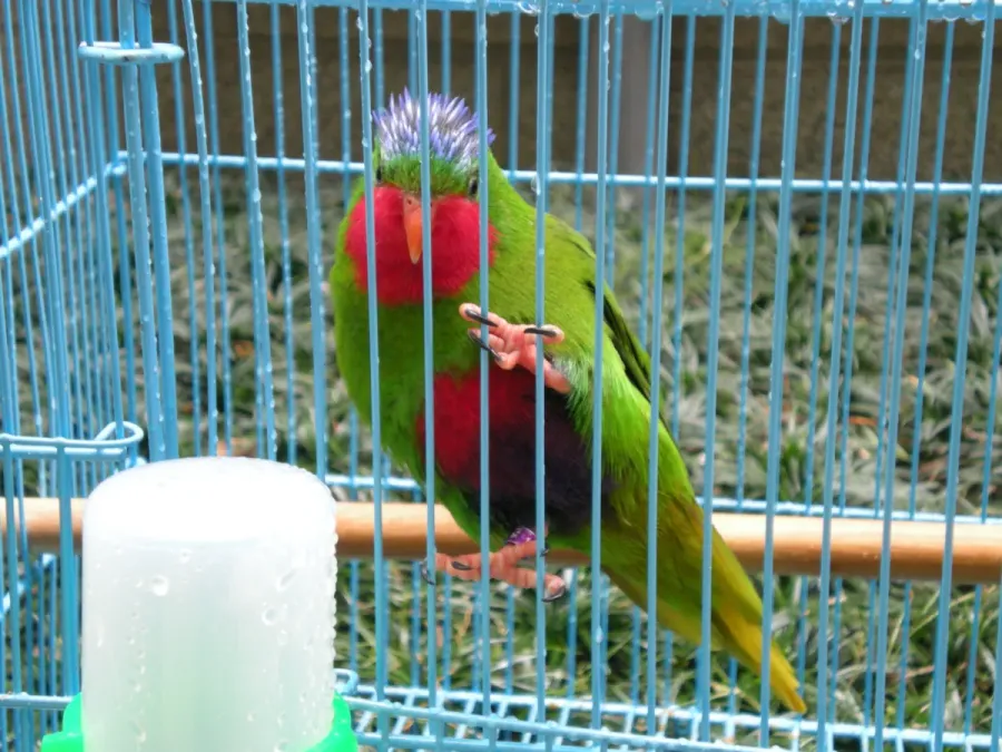 File:Vini australis -capive-8a.jpg