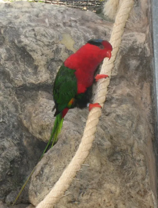 File:Charmosyna papou goliathina.jpg