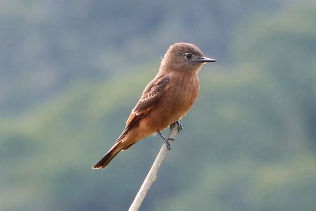 File:Casiornis rufus.jpg