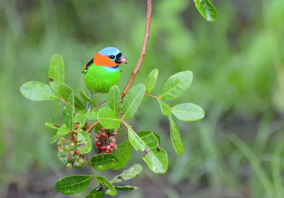 File:Saíra-militar (Tangara cyanocephala) ESEC Caetés, PE.jpg
