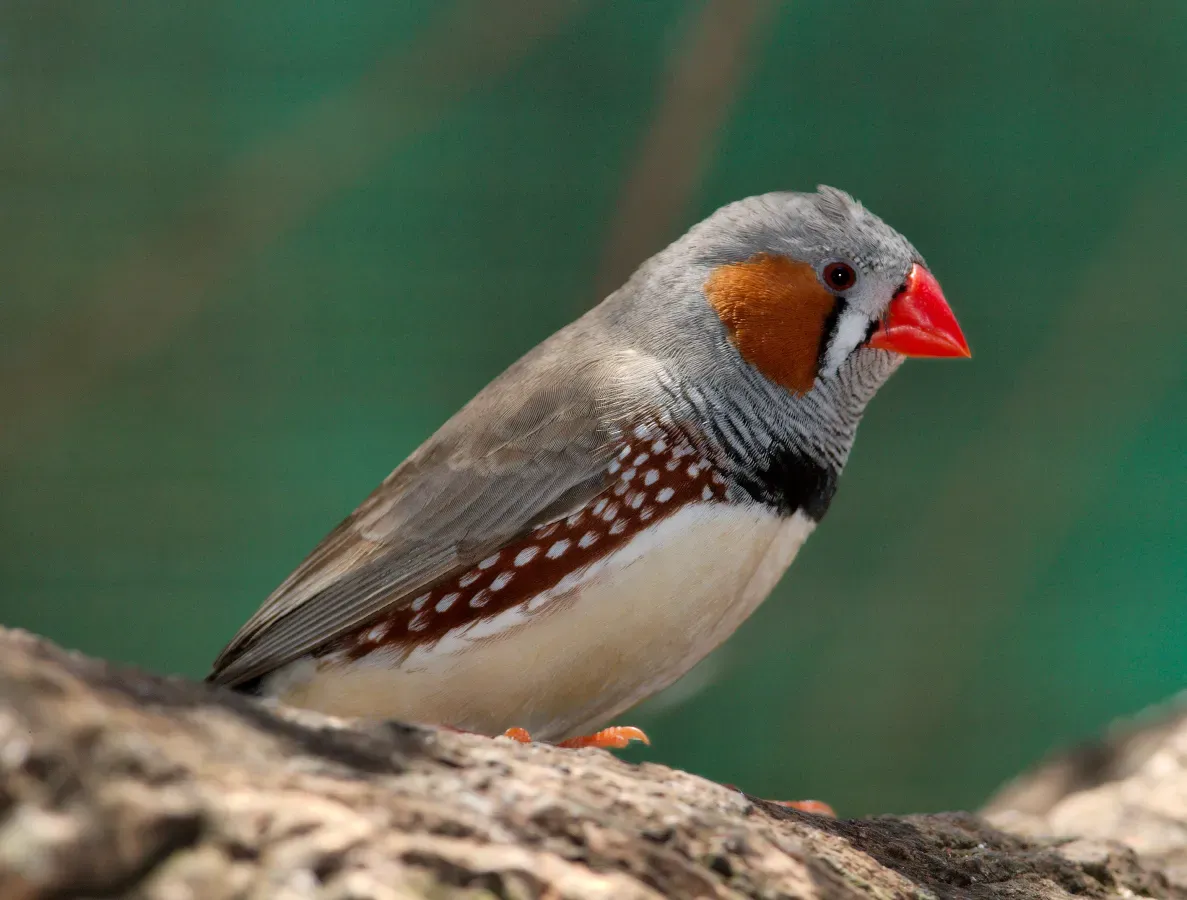 File:Taeniopygia guttata - profile - dundee wildlife park.jpg