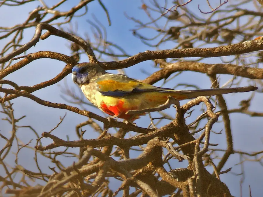 File:Northiella haematogaster -Cocoparra National Park-8.jpg