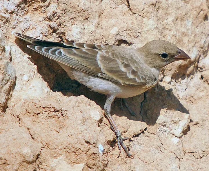 File:Carpospiza brachydactyla (cropped).jpg