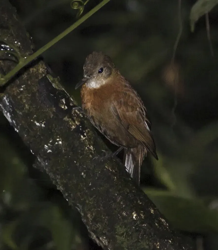 File:Sclerurus scansor cearensis - Rufous-breasted Leaftosser (cearensis).jpg
