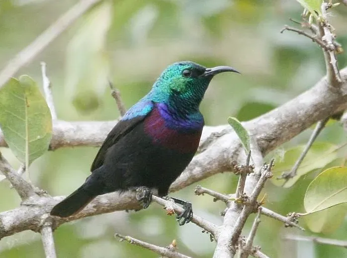 File:Purple-banded Sunbird (Cinnyris bifasciatus).jpg