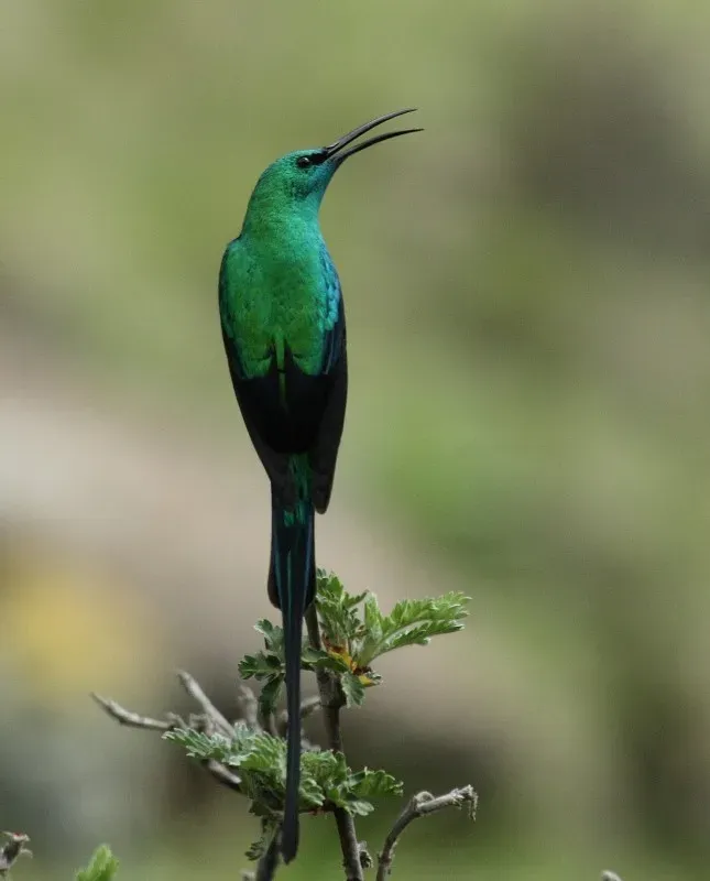 File:Malachite Sunbird (Nectarinia famosa).jpg