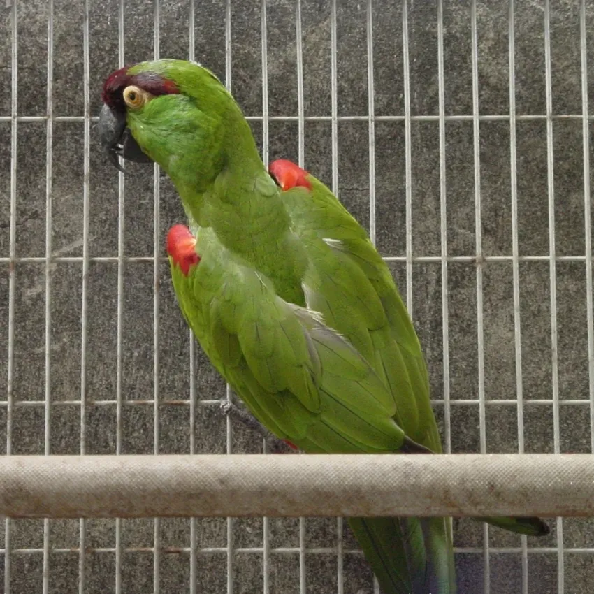 File:Rhynchopsitta terrisi -captive-8a.jpg
