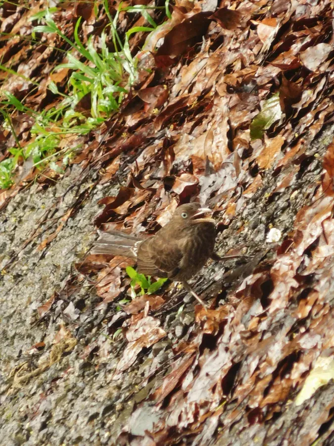 File:Margarops fuscatus (Aves).jpg